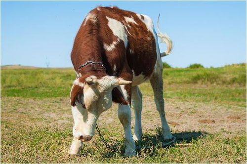 丑牛 的晚年宿命,特别是73年的,家有属牛的速看
