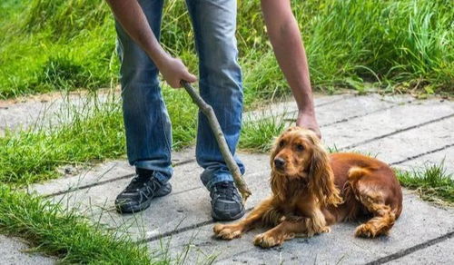 黑狗的励志视频下载_训犬零食推荐？