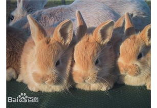 这种兔兔品种是什么