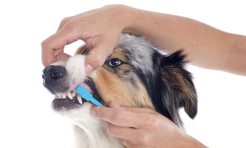 为什么要帮狗狗刷牙 不刷牙原来会带来 3大危害