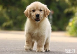 图 正规犬舍长期销售黄金大头金毛猎犬,可送货挑选 上海宠物狗 