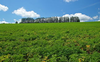 北海道天堂富良野与美瑛田园摄影集 信息阅读欣赏 信息村 K0w0m Com