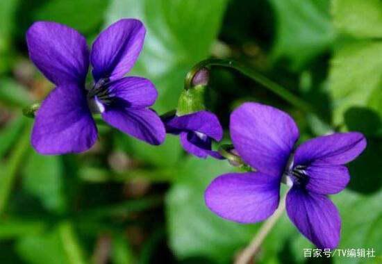 紫罗兰花语,紫罗兰几支代表什么？