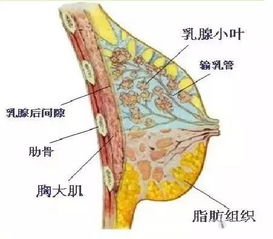 胸部与乳房的发育和解剖构造 信息图文欣赏 信息村 K0w0m Com