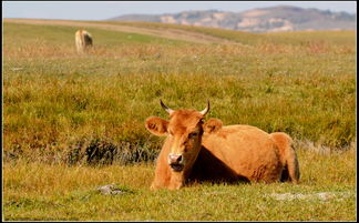草原上的牛和羊