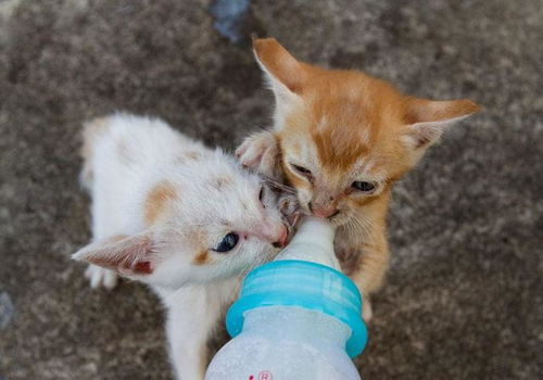 幼猫不喝羊奶 它抗拒的不是羊奶粉,而是铲屎官的喂奶姿势