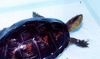 乌龟的常见种类以及乌龟皮肤病的防治 