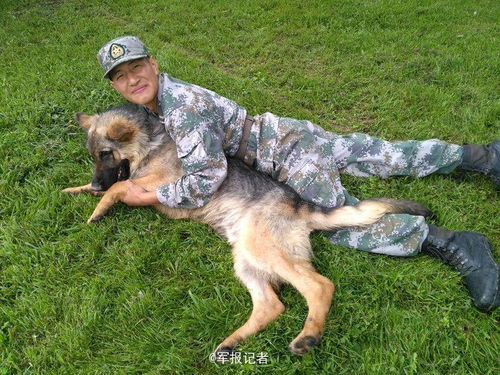 老军犬守护边境线长达8年 近期光荣退役 