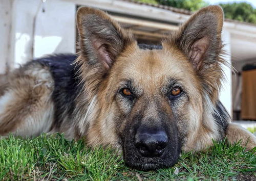 德国牧羊犬的优缺点 养好是乖狗狗,养不好就是 猛犬