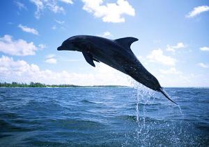 鲸目 海洋生物