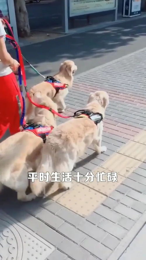 为何单身女孩都喜欢养大型犬,真实目的竟是这样,看完我笑了 