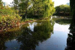 芦荡湖湿地公园