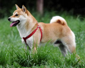 日本不只有柴犬秋田,这种继承了狼血的日本犬,全世界仅剩300只 
