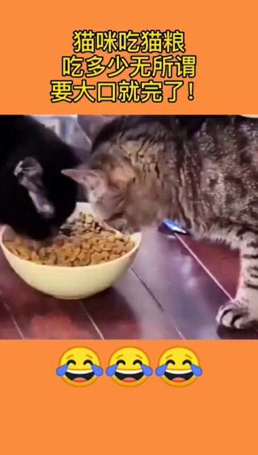 猫咪吃猫粮,吃多少无所谓,要大口就完了 