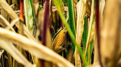 2019 20年度俄罗斯玉米产量预计为1450万吨
