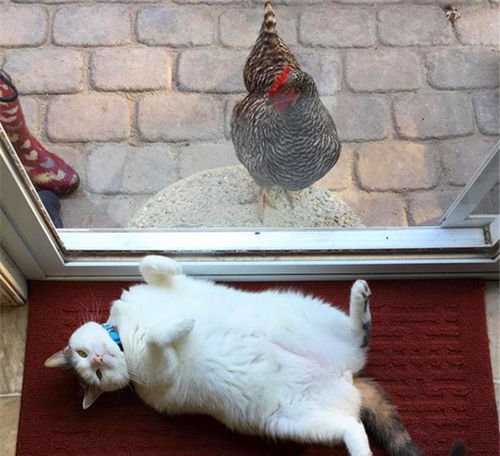 猫咪陪伴小鸡长大,现在却每日被鸡群围观