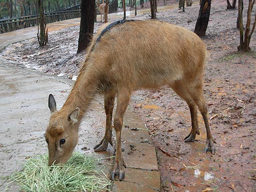 动物园雌性麋鹿生出4厘米长独角 