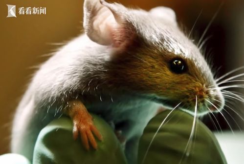 漏洞百出 美生物实验室感染病毒的小白鼠逃了