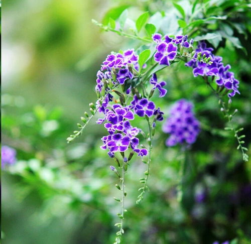 金露花可以暴晒吗,金露花的光照需