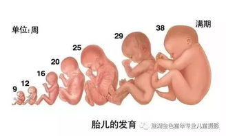 怀孕冷知识 胎儿在肚子里的9大学习能力,你知道几个