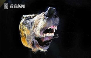 40厘米巨狼头惊现西伯利亚 来自4万年前保存完整