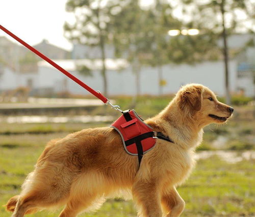 牵引带,束缚了狗的自由,却保证了狗的安全