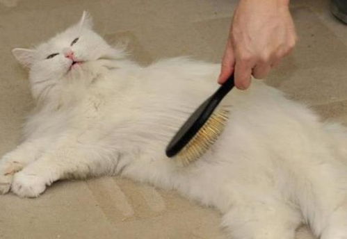 猫咪掉毛原因及9项护理方法