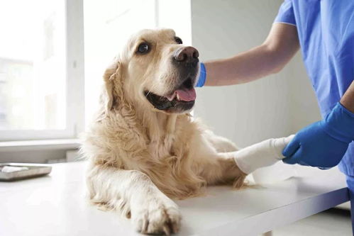 外伤感染易患破伤风 怎样及时处理狗狗的突发外伤 