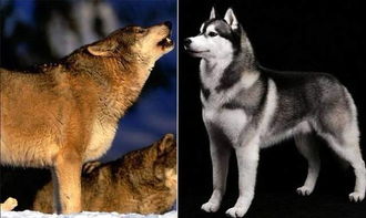 狼与狗见面之后为何不敢正面迎战,难道真是怕狗