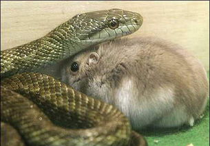 原本想丢仓鼠喂蛇...没想到牠们却变成好朋友