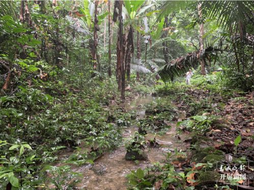 热带雨林里有什么植物危险, 热带雨