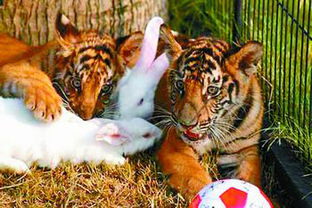 动物园中老虎白兔一家亲 组图