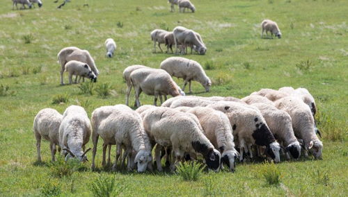 2020年养羊的前景如何