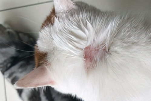 猫咪常见的7种疾病 病因 症状及治疗方法,铲屎官必看