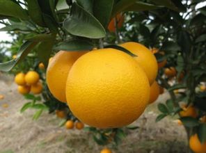 夏橙的4个栽培技术,夏橙还挂在树上现在怎样保果