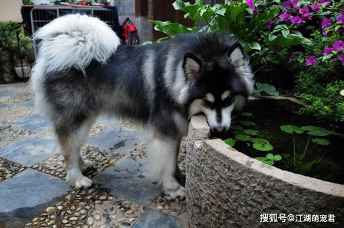 为何被禁养的 阿拉斯加犬 ,还是这么受欢迎 真相有5个