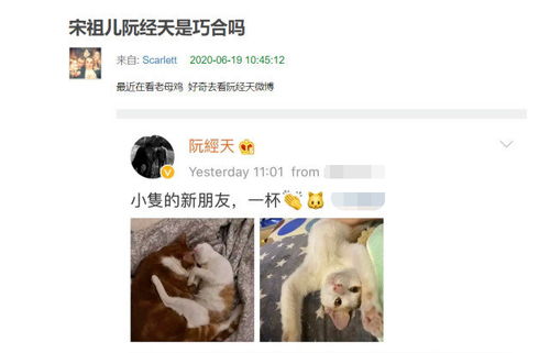 阮经天宋祖儿真有情况 两人给宠物命名疑似情侣名,男方俩猫名字谐音一辈子