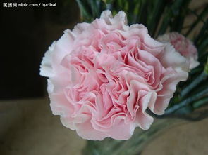 粉色康乃馨的花语是什么 