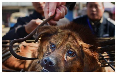有的搜救犬在狗肉店救人,有的被人投毒致死,它们不懂人心