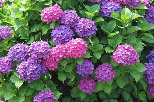 夏天爱养绣球花,盛开的蓝紫花让人爱不释手,养出完美状态才够美