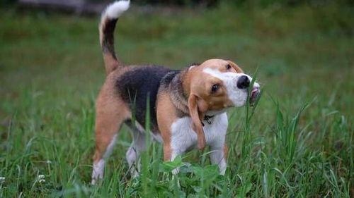 狗狗经常跑去吃草,到底是什么原因
