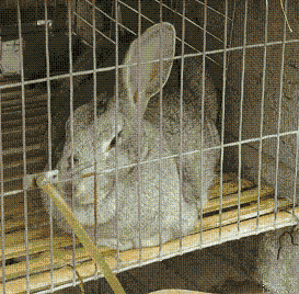 兔笼, 兔笼子 ,兔子饮水器 