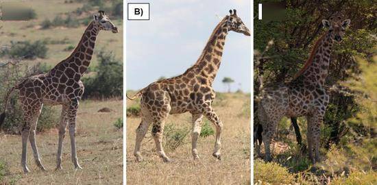 身高不到3米 非洲发现 迷你长颈鹿 脖子不短,腿却特别短