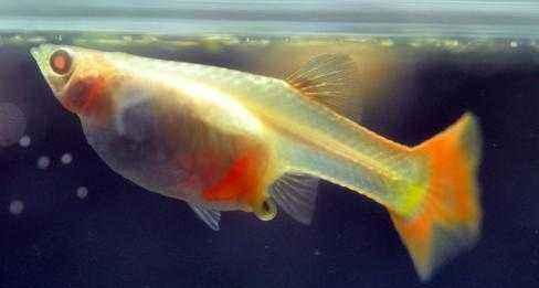 怀孕的孔雀鱼为什么会死？