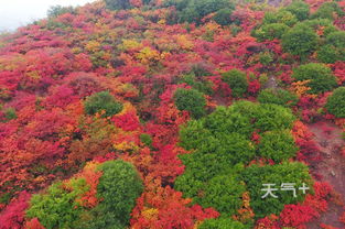 三峡的红叶什么时候最好 三峡看红叶的最佳时间