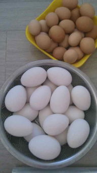 咸蛋的做法 咸鸭蛋怎么做好吃