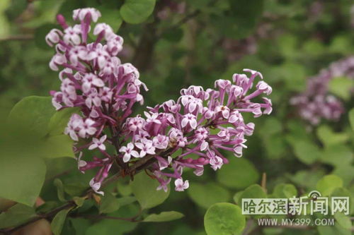 今日,以丁香之名