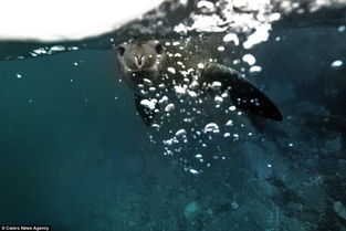 组图 南极海豹展现搞笑天赋 对着镜头自嗨 
