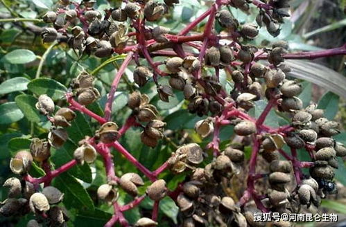 花椒烂根怎么治 花椒叶子发黄怎么回事 花椒重茬根腐用什么药防治