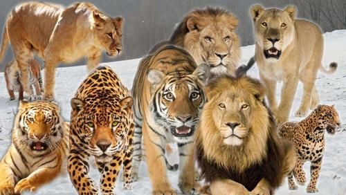 为什么猎豹的体型比猫大很多倍,它们不都是猫科动物吗